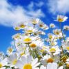 Citas sobre Flowers
